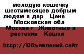 молодую кошечку шестимесяцев добрым людям в дар › Цена ­ 10 - Московская обл., Москва г. Животные и растения » Кошки   